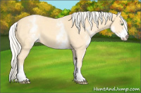 Horse Color:White Spotted Gold Cream Champagne