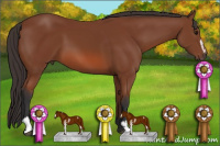 Horse Color:Bay Sabino 