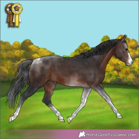 Horse Color:Brown Tobiano 