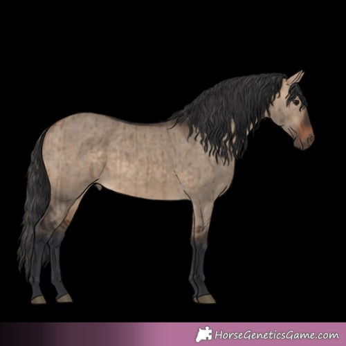 Horse Color:Brown Dun Brindle 