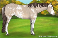 Horse Color:Brown Dun Sabino Varnish 
