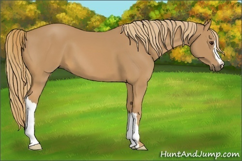 Horse Color: Chestnut 