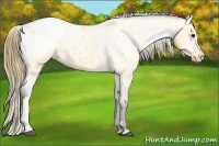 Horse Color:Buckskin Blanket 