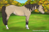 Horse Color:Buckskin Dun 