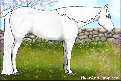 Horse Color:Gray Chestnut 