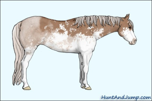 Horse Color: Unknown 