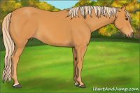 Horse Color:Chocolate Palomino Sabino 