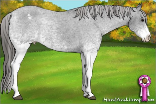 Horse Color: White Spotted Black Varnish 