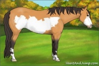 Horse Color:Buckskin Frame 