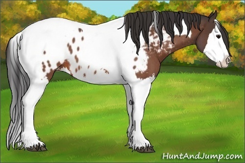 Horse Color: Unknown 