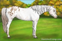 Horse Color:White Spotted Liver Chestnut Pearl Blanket 