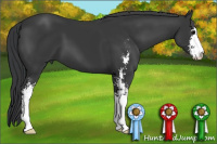Horse Color:Brown Sabino