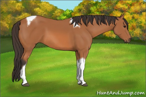 Horse Color: Unknown 
