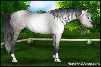 Horse Color:Gray Grullo