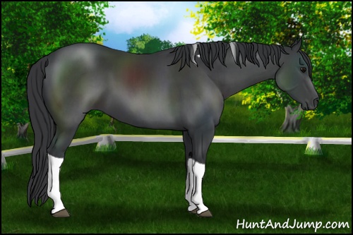 Horse Color: Black Tobiano 
