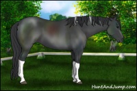 Horse Color:Black Tobiano 