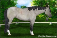 Horse Color:Grullo Roan 