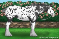 Horse Color:Black Splash Appaloosa 