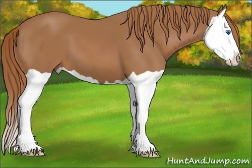 Horse Color:Chestnut Splash 