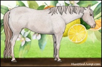 Horse Color:Red Roan Varnish 