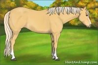 Horse Color:White Spotted Palomino Rabicano 
