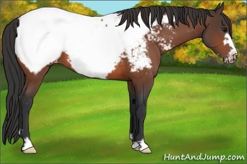 Horse Color:Bay Frame Appaloosa