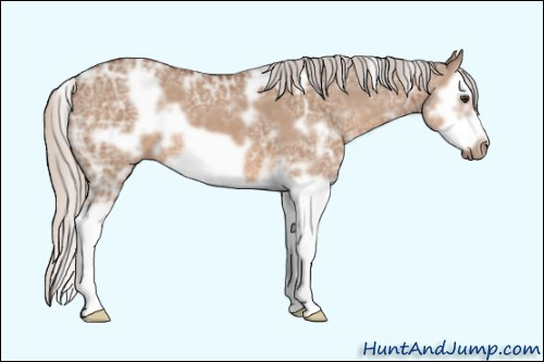 Horse Color: Unknown 