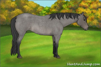 Horse Color:Blue Roan Sabino Rabicano 