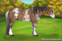 Horse Color:White Spotted Bay Sabino