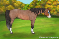 Horse Color:Bay Roan Sabino Splash