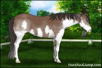 Horse Color:Bay Splash 