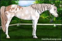 Horse Color:Red Roan Splash Appaloosa 