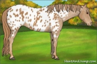 Horse Color:Chestnut Appaloosa 