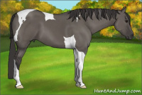 Horse Color:Smoky Grullo Tobiano 