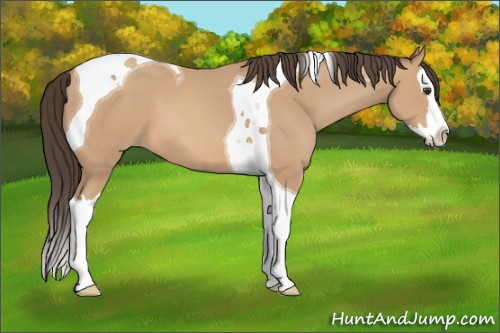 Horse Color: Unknown 