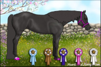 Horse Color:Smoky Black 