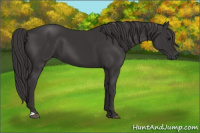Horse Color:Smoky Black 