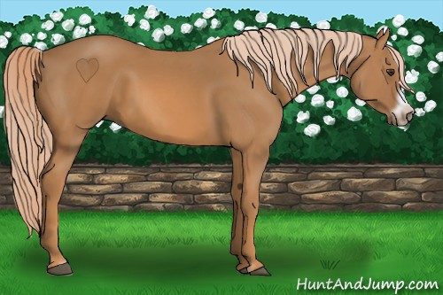 Horse Color: Chestnut Frame 