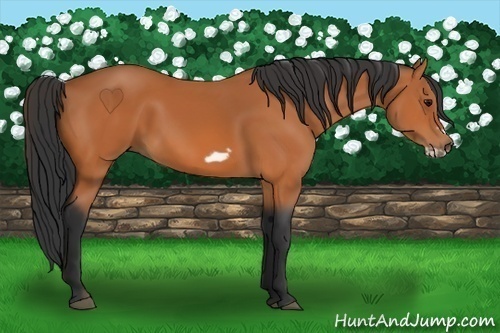 Horse Color: Bay Frame 