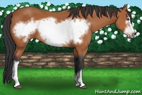 Horse Color: Bay Frame 