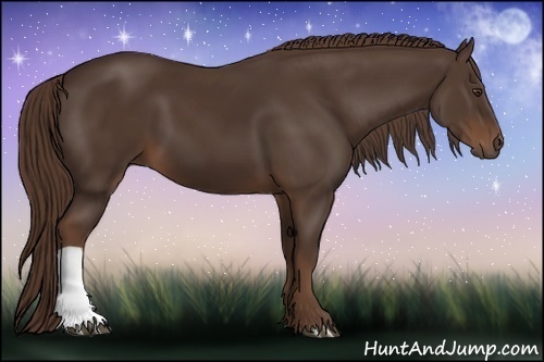 Horse Color: Liver Chestnut 