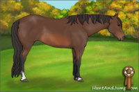 Horse Color:Bay Sabino Rabicano