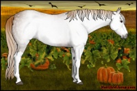 Horse Color:Gray Chestnut 