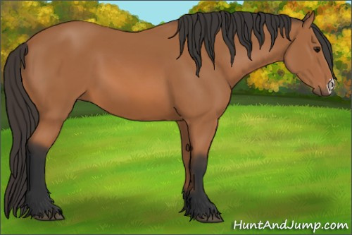 Horse Color: Bay 