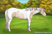 Horse Color:Chocolate Palomino Pearl Tobiano Rabicano 