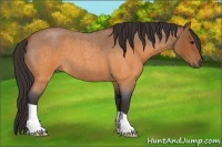 Horse Color:Buckskin Roan 