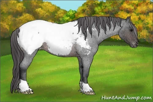 Horse Color: Brown Roan Snowcap 