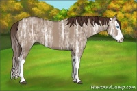 Horse Color:Liver Red Dun Ice Splash 