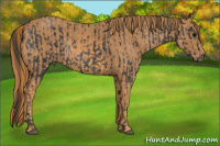 Horse Color:Brown Rabicano Brindle