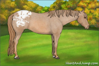 Horse Color:Chestnut Appaloosa 